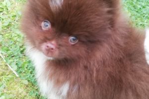 Pomeranian Online Listings