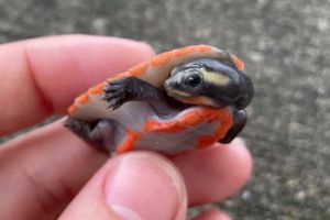 Turtles for Rehoming