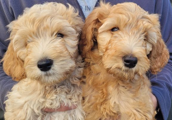 Goldendoodle Dogs Breed