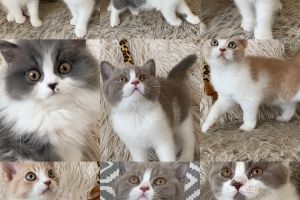 Stunning British Shorthair kittens for sale!