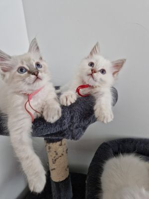 Ragdolls for Rehoming