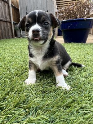 Miniature Jack Russell x Dachshund Puppies for Sale | UKPets