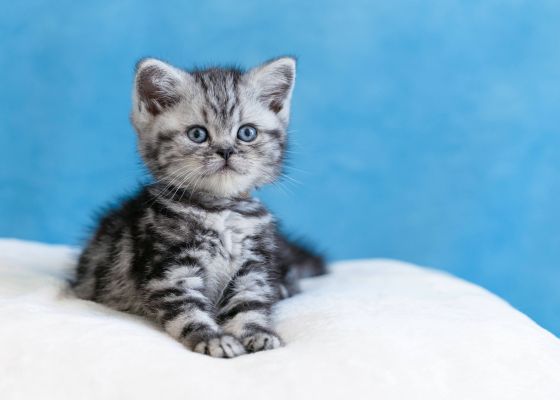 Outstanding Registered Silver Tabby Kittens for Sale | UKPets