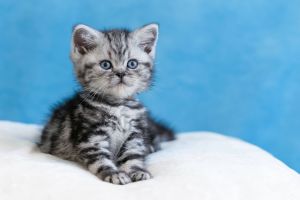Outstanding Registered Silver Tabby Kittens for Sale