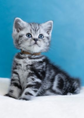 Outstanding Registered Silver Tabby Kittens for Sale | UKPets