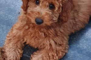 Miniature Poodle For Sale in Lodon