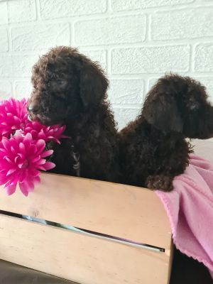 Standard Poodle for Rehoming