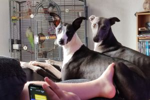Whippet Dogs Breed