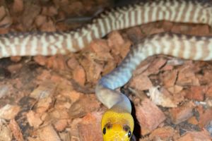 Python Snake Online Ad