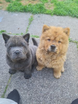 Chow chow puppies kc registered | UKPets