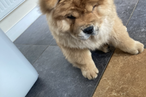 Cute Chow Chow For Sale