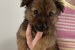 German Spitz for Rehoming