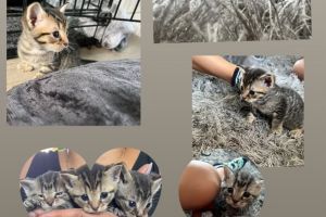 Russian blue/stripped kittens for sale