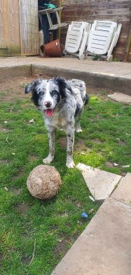 Border Collie For Sale in Great Britain