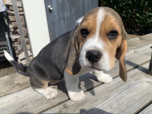 Beagle For Sale in the UK