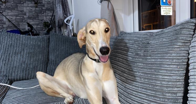 Saluki for Rehoming