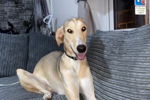 Saluki for Rehoming