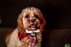 Cavapoo for Rehoming