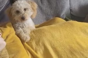 Cute Toy Poodle For Sale