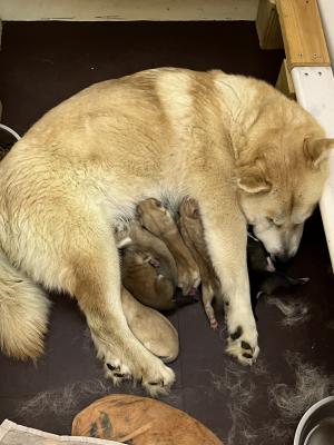 Beautiful chowski puppies (chow chow husky x) | UKPets