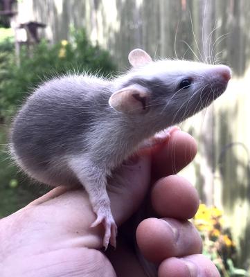 Rats for Rehoming