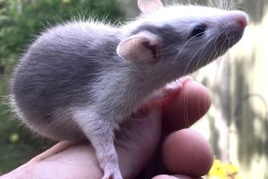 Rats for Rehoming