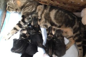 Lovely kittens for sale 7 weeks old