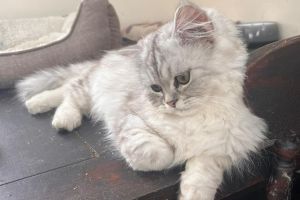 Persian For Sale