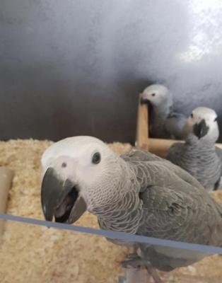 African grey babies Congo for sale | UKPets