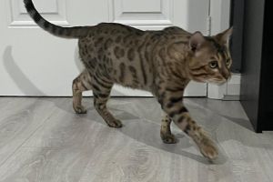 Full Bengal Male For Stud Service