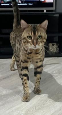 Cute Bengal For Stud
