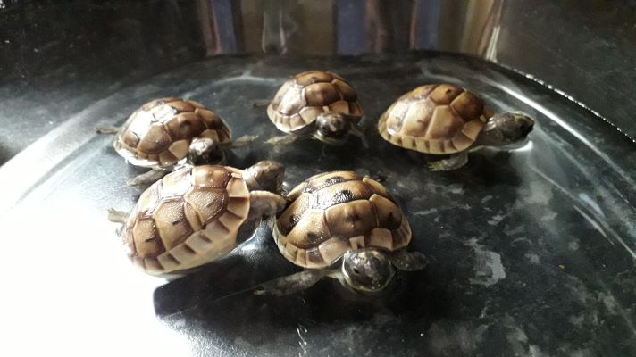 Rare Golden Spur Thighed tortoises | UKPets