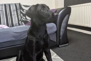 Labrador Retriever for Rehoming