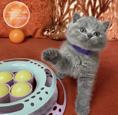 British Shorthair Kittens For Sale | UKPets