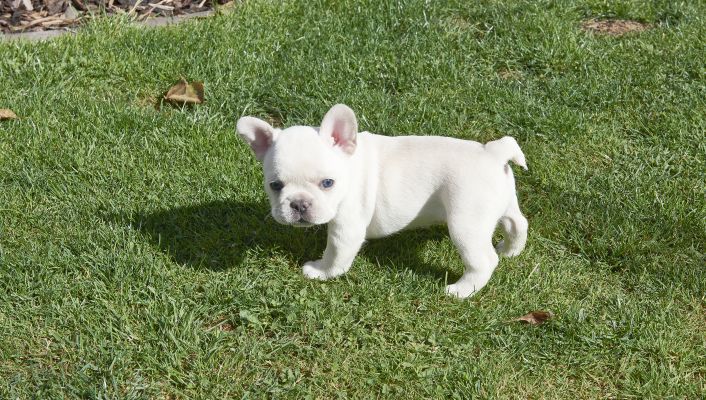 KC Beautiful French Bulldogs - ONLY 2 LEFT | UKPets