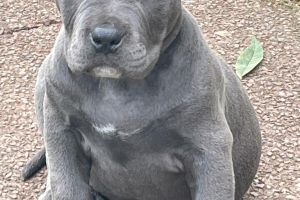 American Bully Online Ad
