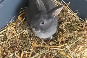 English Lop for Rehoming