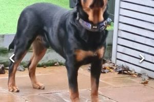 Rottweiler For Stud in Great Britain