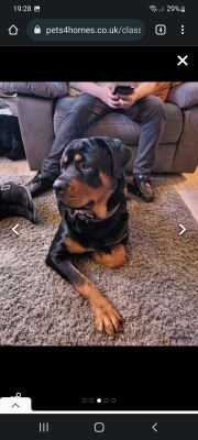 Rottweiler For Stud in Great Britain