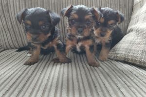 Cute Yorkshire Terrier For Sale