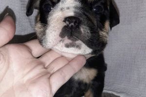 Cute Bulldog For Sale