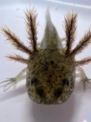 Juvenile axolotls | UKPets