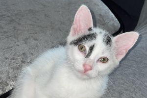 Kitten for sale 9 weeks