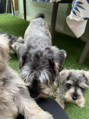 Miniature Schnauzer For Sale in the UK