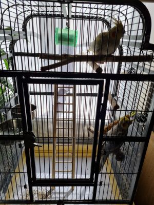 Cockatiels for Rehoming