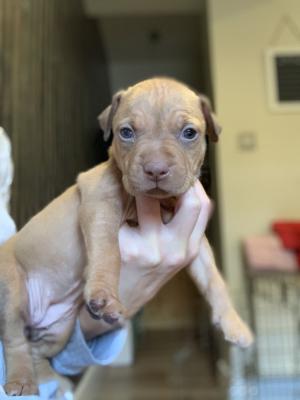 American xl bully pups for sale | UKPets