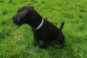 Patterdale Terrier For Sale in Lodon