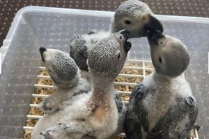 african-grey For Sale in the UK