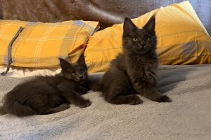 Maine coon Girls blue solid