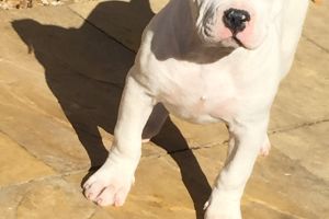 American Bully For Sale in the UK